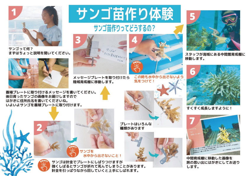 サンゴ苗づくり