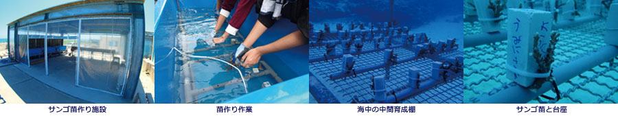 サンゴ苗作り施設